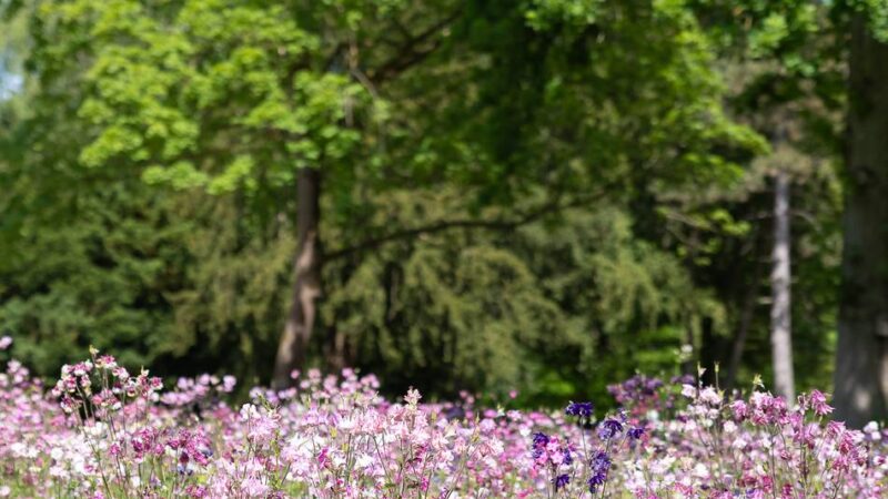 Nabu vergibt Plakette : Zwei Mönchengladbacher Friedhöfe sind „schmetterlingsfreundlich“