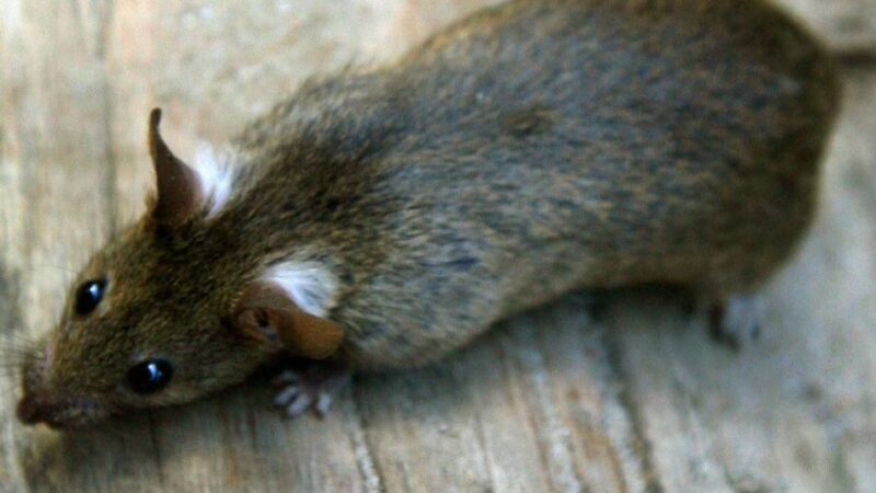 Ratten im Ortskern: Kammerjäger in Grefrath im Kanal im Einsatz
