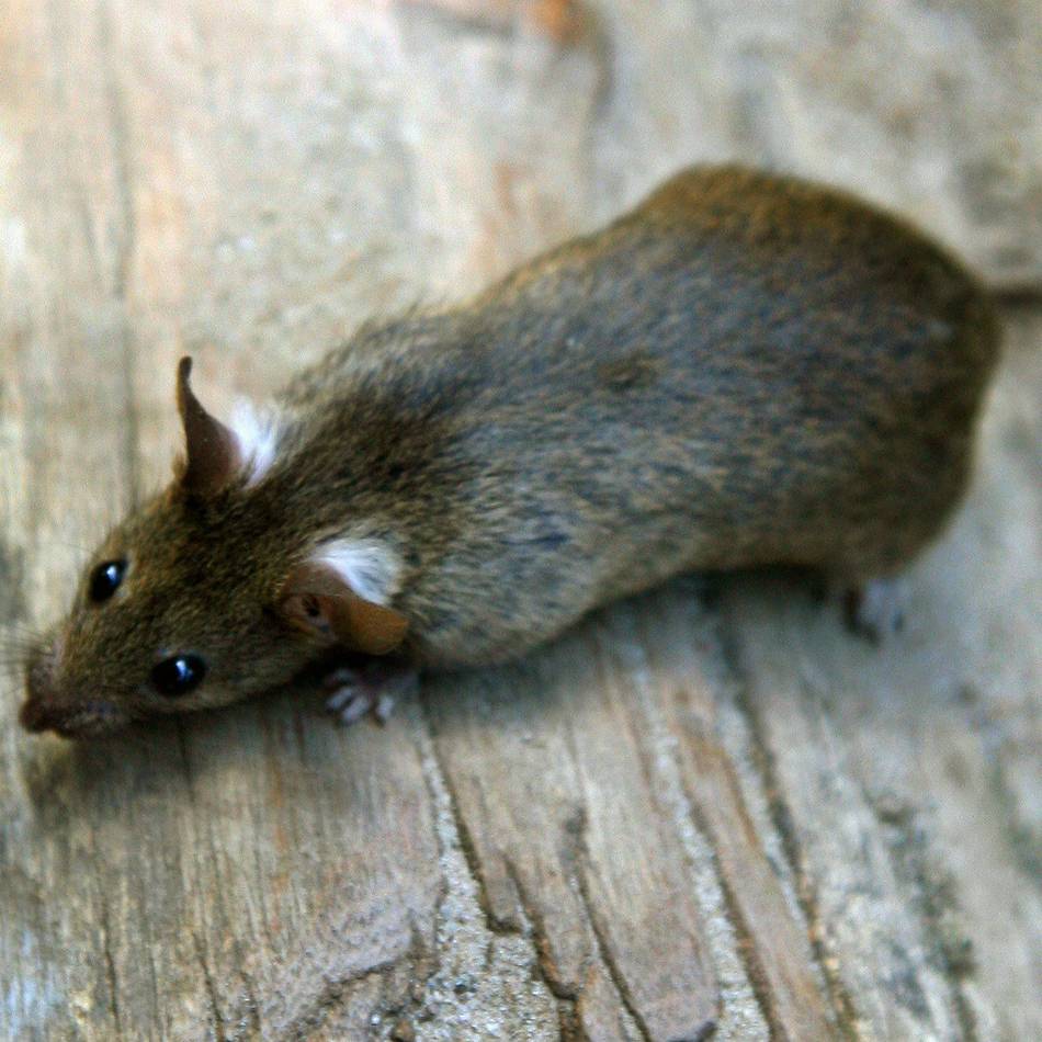 Ratten im Ortskern: Kammerjäger in Grefrath im Kanal im Einsatz