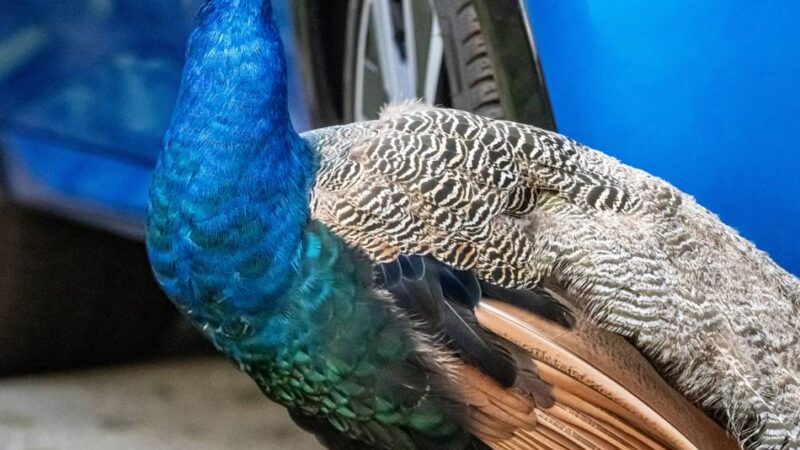 Herrenloser Pfau in Sonsbeck: Ein bunter Vogel auf Abwegen