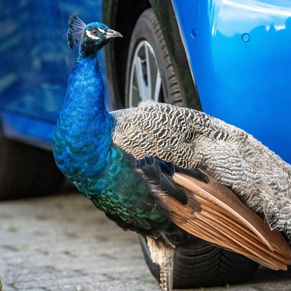 Herrenloser Pfau in Sonsbeck: Ein bunter Vogel auf Abwegen
