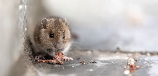 Mäuse: Mausefalle in der Fleischabteilung beschäftigt Gericht in Hamburg