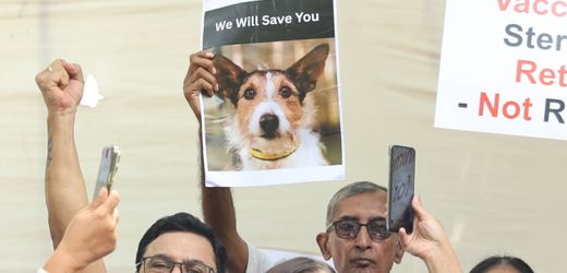 Indien: Neu-Delhis Bürger holen sich ihre Straßenhunde zurück
