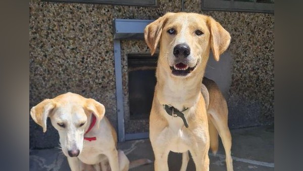 Aktiv und sensibel: Hund Mango braucht Liebe und Sicherheit