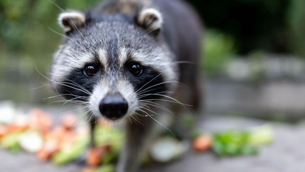 Ungebetene Gäste in Velbert: Der Waschbär auf dem Vormarsch