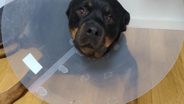 „So dankbar“: Tierschutz-Rüde Jonny dank Operation gerettet
