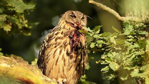 Jäger & Falknerin geschockt: Zwei Uhus in Heiligenhaus getötet