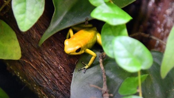 Strenge Auflagen für exotische Tiere in Velberter Wohnzimmern