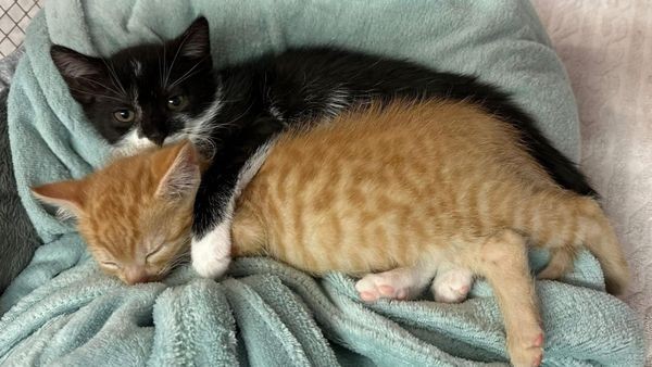 „Wir haben Hunger“: Spendenaufruf für Velberter Babykatzen