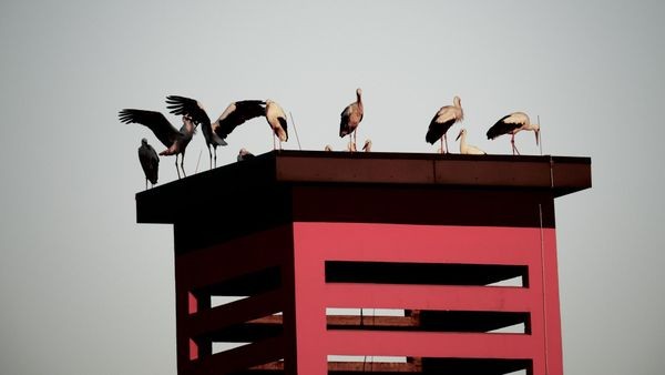 Naturschauspiel: Storch-Ballett hoch über Velbert-Neviges