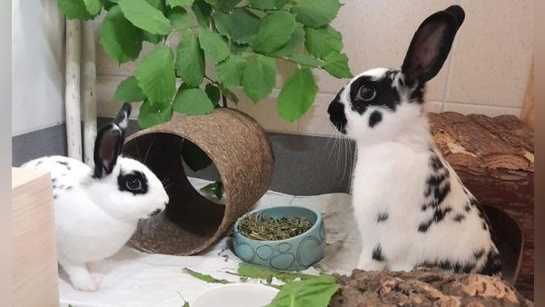 Tierheim Velbert: Zwei süße Kaninchendamen suchen ein Zuhause