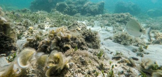Warum Hitzewellen im Mittelmeer entstehen