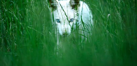 München: Naturfotograf entdeckt seltenen weißen Rotfuchs in Bayern