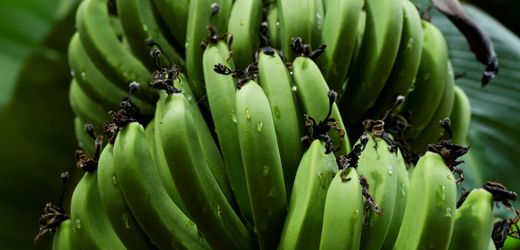 Chiquita: Bananen-Konzern kündigt Rückkehr nach Panama an