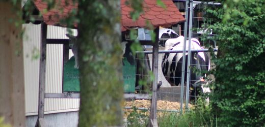 Bad Grönenbach: Tierhalteverbot für Landwirt im Allgäu wegen Tierquälerei