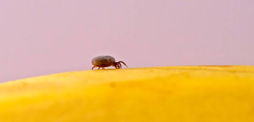 Borreliose durch Zecken: Was Sie zu Vorbeugung, Ansteckung und Erkrankung wissen müssen