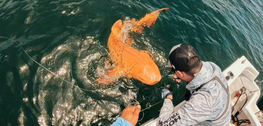 Costa Rica: Fischer fangen orangefarbenen Hai