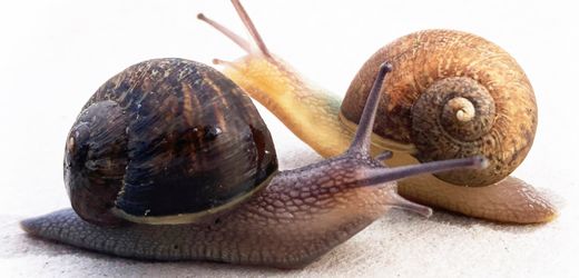 Neuseeland sucht Liebespartner für Ned, eine Schnecke mit linksgewundenem Gehäuse: