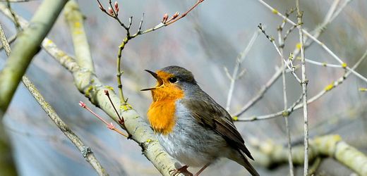 Studie: Vögel singen wegen Lichtverschmutzung länger