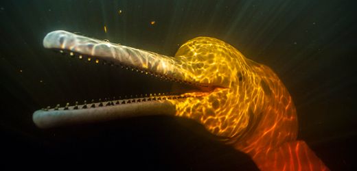 Orangefarbener Hai vor Costa Rica entdeckt: Das Farbenspiel der Natur