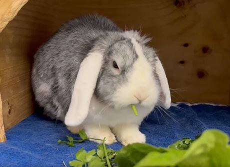 Tierheim in Düsseldorf: Eine Ohren-Operation für Kaninchen Oreo – „euer Mitgefühl hat uns überwältigt“