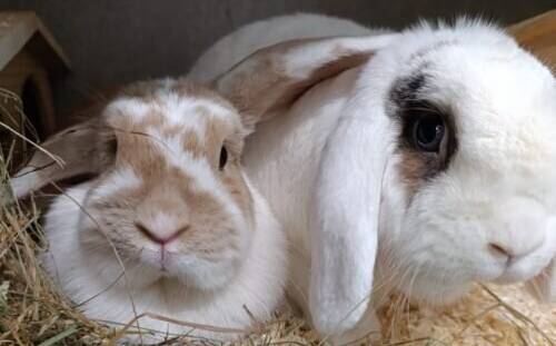 Tiere der Woche: Bambi und Daisy – Kaninchen-Duo auf der Suche nach einem gemeinsamen Zuhause