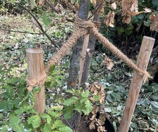 Befall bei Kontrollen festgestellt: Käfer-Alarm an den Laga-Bäumen in Neuss