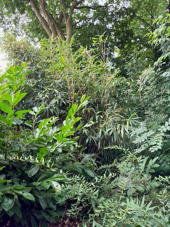 Invasive Pflanzen breiten sich in Korschenbroich aus: Illegale Entsorgung von Grünabfällen schadet der Umwelt