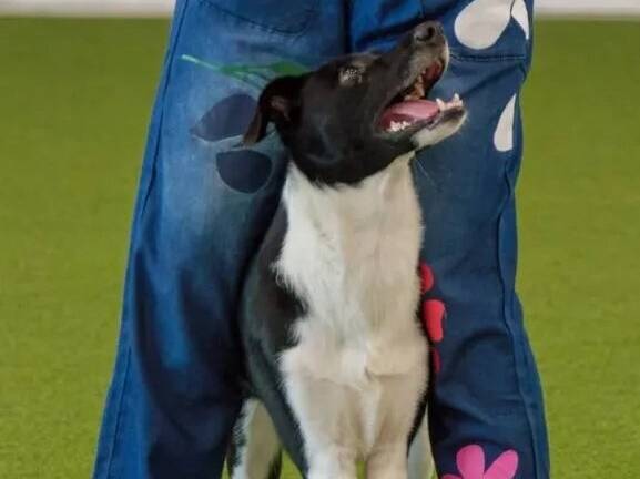 Sportart für Mensch und Tier: Internationales Dogdance-Turnier steigt erstmals in Uedem