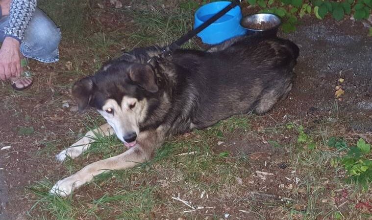 Tier der Woche in Wermelskirchen: Mischlingsrüde 
„Stormy“ leidet 
im Tierheim