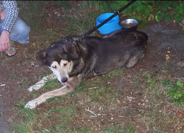 Tier der Woche in Wermelskirchen: Mischlingsrüde
„Stormy“ leidet
im Tierheim