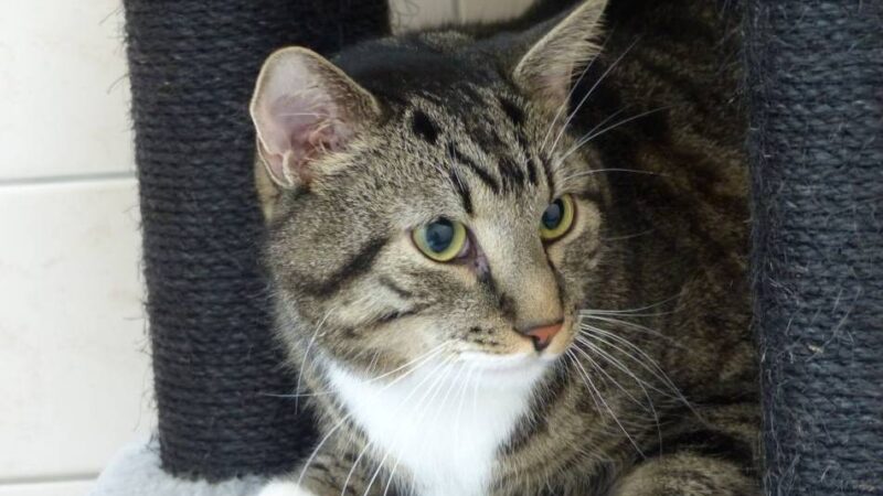 Tier der Woche aus dem Nettetaler Tierheim: Feinschmecker sucht neues Zuhause