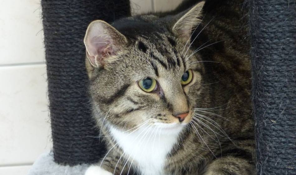 Tier der Woche aus dem Nettetaler Tierheim: Feinschmecker sucht neues Zuhause