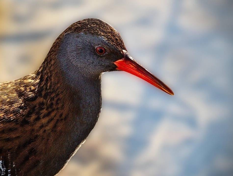 Serie Seltene Tiere an den Krickenbecker Seen: Wasserralle – ein quiekender Vogel