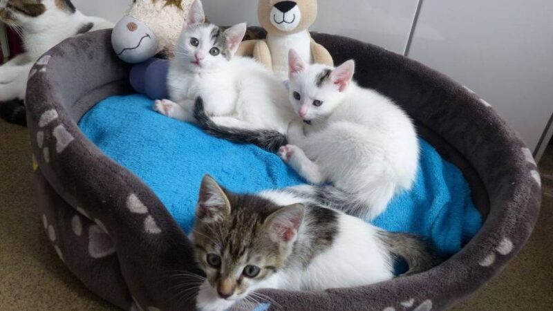 Nachwuchs im Matthias-Neelen-Tierheim in Nettetal-Lobberich: Süße Tierkinder suchen ein neues Zuhause