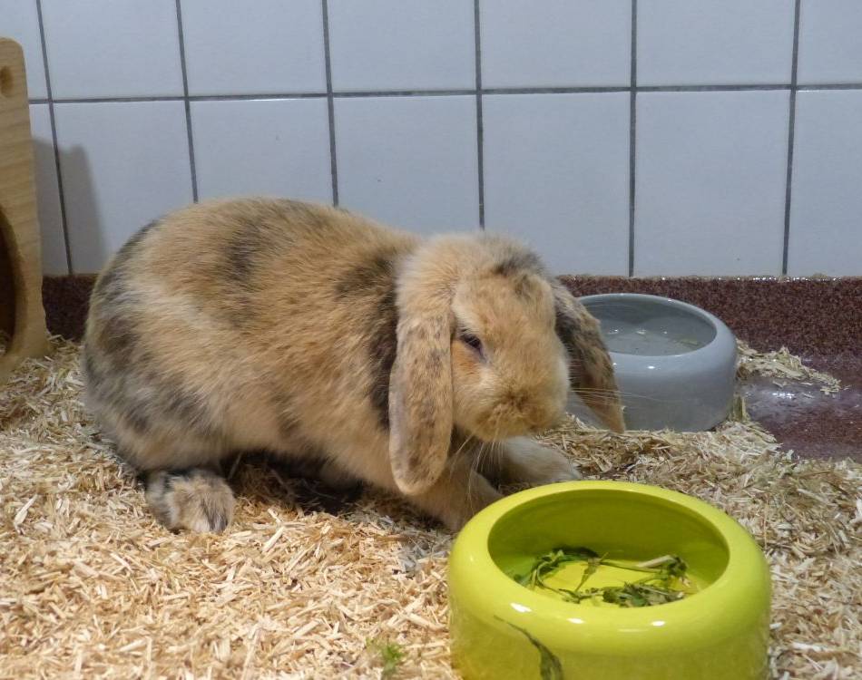 Tier der Woche: Kaninchenglück im Doppelpack