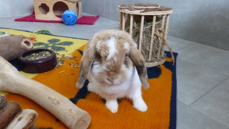 Tier der Woche: Wilma sucht ein neues Zuhause