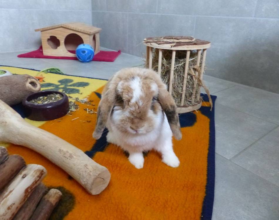 Tier der Woche: Wilma sucht ein neues Zuhause