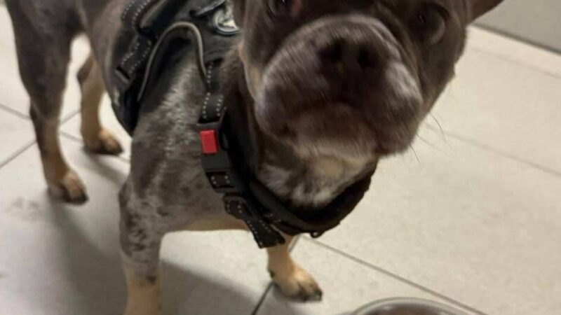 Französische Bulldogge vor Tierheim Hilden angebunden: Rusty – ausgesetzt mit Fressnapf und einem Brief