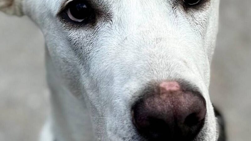 Tier der Woche Hilden: Sensibler Riese sucht einfühlsame und erfahrene Menschen