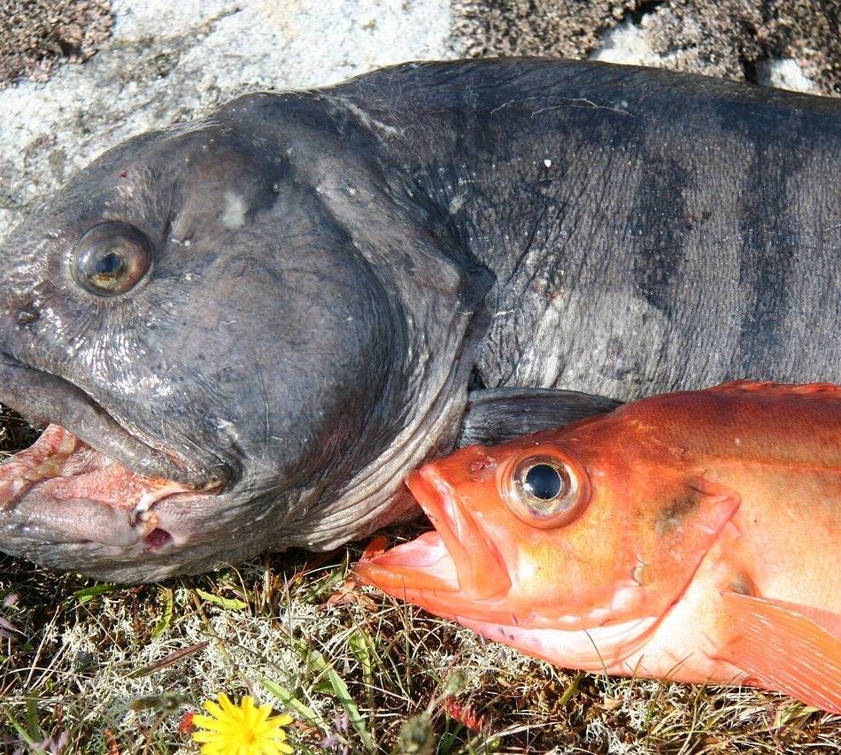 Serie Seltene Tiere an den Krickenbecker Seen: Steinbeißer – eine stark bedrohte Kleinfischart