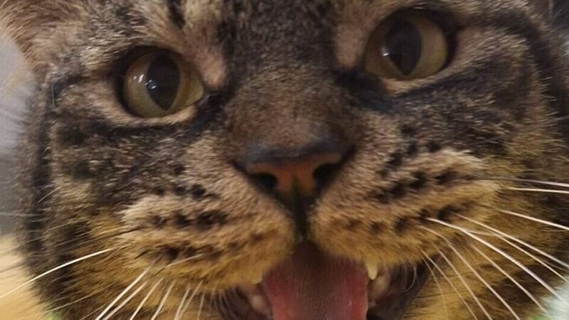 Tier der Woche Hilden: Einzelprinz auf der Suche nach eigenem Revier