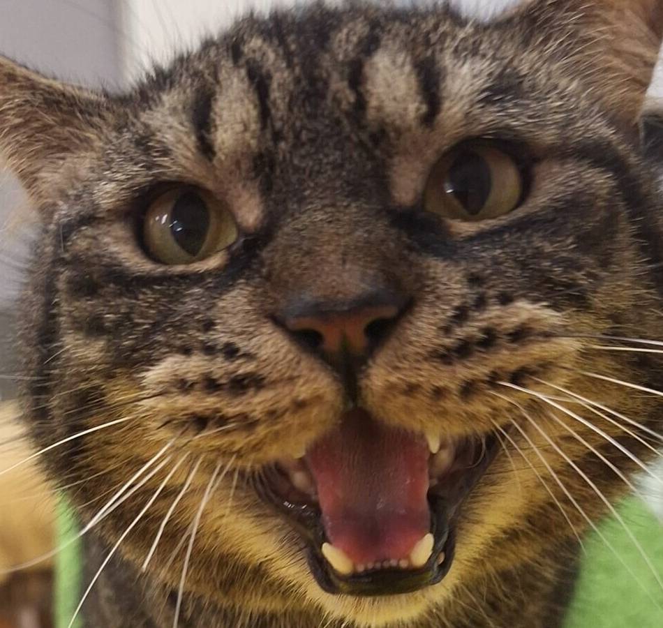 Tier der Woche Hilden: Einzelprinz auf der Suche nach eigenem Revier