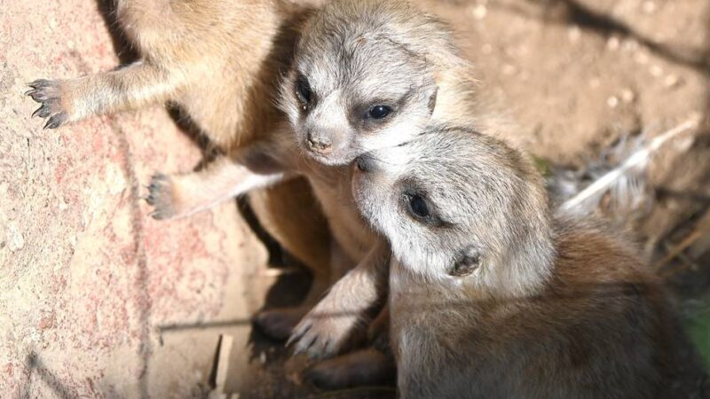 Nachwuchs im Zoo: Drei auf einen Streich – Drillinge bei den Erdmännchen im Tiergarten Kleve