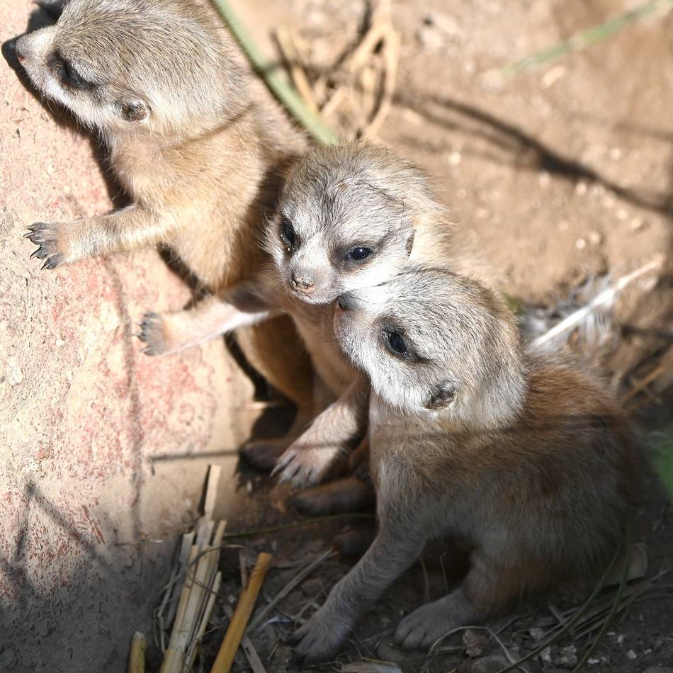 Nachwuchs im Zoo: Drei auf einen Streich – Drillinge bei den Erdmännchen im Tiergarten Kleve