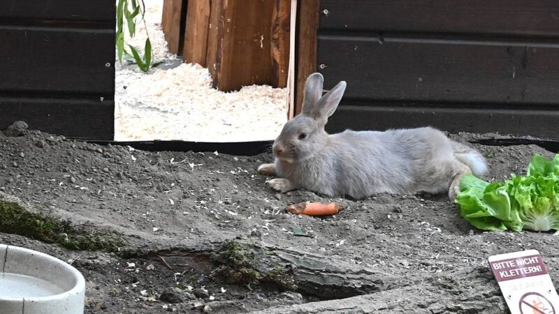 Seltene Kaninchenrasse: Seltene Kaninchenart zieht in den Tiergarten Kleve ein