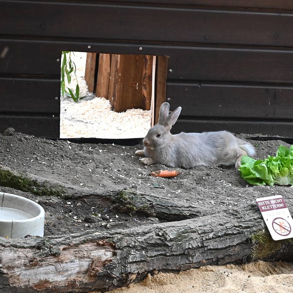 Seltene Kaninchenrasse: Seltene Kaninchenart zieht in den Tiergarten Kleve ein