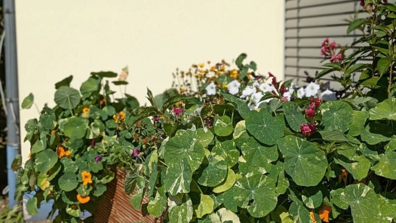 Kreatives Umweltprojekt in Hilden: Färberbeet zeigt Kindern die Vielfalt der Natur