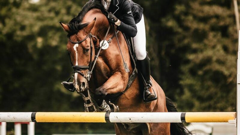 Dressur und Springen: Vorhang auf für das Straelener Sommerturnier