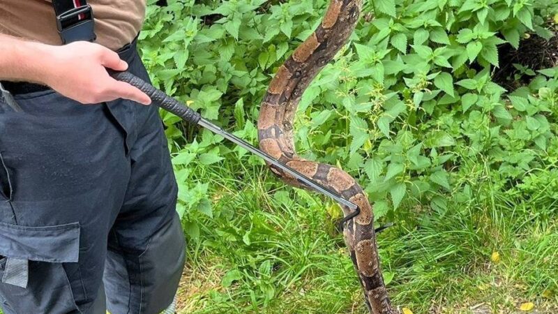 Im Wald bei Hüthum: Würgeschlange ruft Feuerwehr in Emmerich auf den Plan
